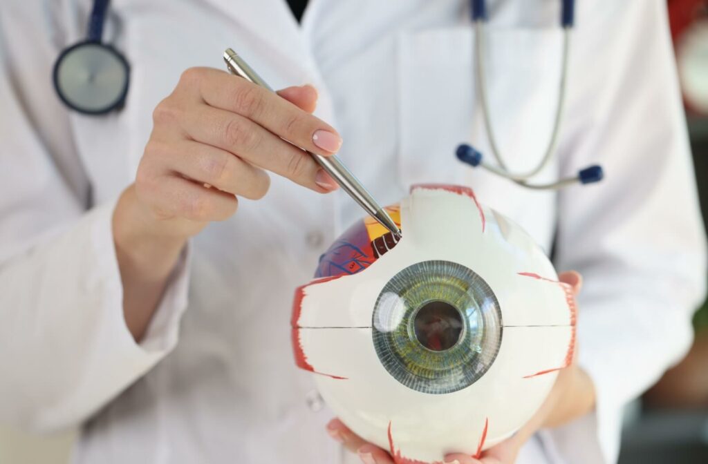 An optometrist holding a model of the eye to showcase how eye diseases can impact vision and ocular health.